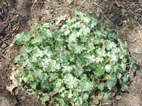 Picture of Coralbells plant clump showing mottled grey-green leaves.