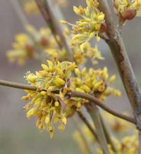 Picture close up of yellow Conrelian cherry blossoms.