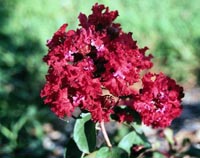 Picture of "Dynamite" Crapemyrtle's bright red flower cluster.