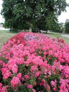 Picture of dwarf Crapemyrtle