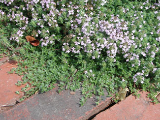 creeping thyme spread over bricks on a walkway