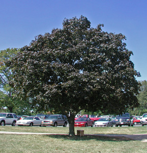 Picture of a Crimson King Maple tree.