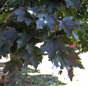 Picture of a Crimson King Maple leaves.