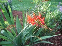 Picture of Crocosmia plant with bright orange flowers.