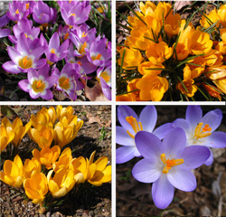 Picture of different crocus species.