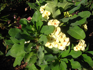 Picture of Crown-of-Thorns Hybrids flowers.