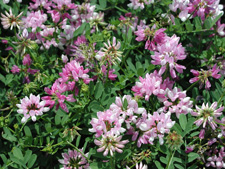 Picture of Crown Vetch