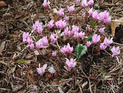 Picture of a cyclamen