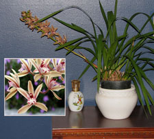 Picture of Cymbidium Orchid