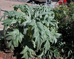 Picture of Cynara cardunculus ‘Cardoon’.