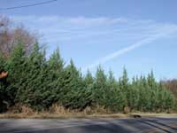 Picture of roadside row of small Leyland Cypress trees.