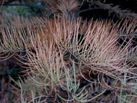 Picture closeup of Pond Cypress branchlets showing green and reddish color of needle-like leaves.