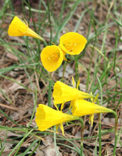 Picture of a Hoop Petticot Daffodil