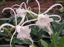 Picture of peruvian daffodil.