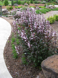 Picture of Dark Towers Penstemon.