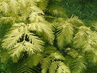 Picture of a Dawn redwood leaves and branches