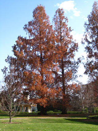 Picture of a Dawn redwood tree