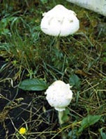Picture of two Death Angel mushrooms.