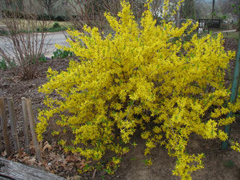 Picture of Forsythia ‘Tidal wave’ bush.