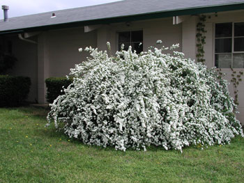 Picture of spirea bushl.