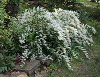 Picture of Slender deutzia plant covered in white flowers.