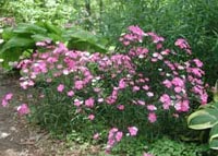 Picture of Bouquet Purple Dianthus showing purple flowers.