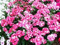Amazon Pinks - The flower colors are pink, rose or a striking pink and white combination.