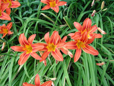 Picture of Ditch Lily.