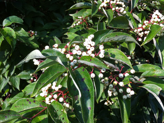Picture of a Roughleaf Dogwood with berries.