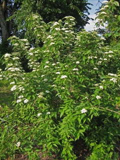 Picture of a Roughleaf Dogwood