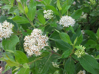 Picture of a Silky Dogwood bush with flowers.