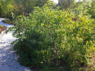 Picture of a Silky Dogwood bush.