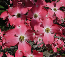 Picture pink dogwood blooms.