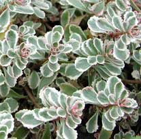 Picture of a Dragon's Blood sedum