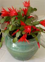 Picture of potted cactus with flowers.
