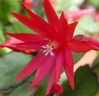 Picture closeup of cactus flower
