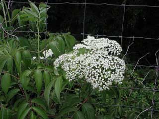 Picture of Elderberry flowers.