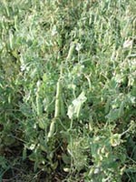 Picture of an English Pea Plant with pea pods.