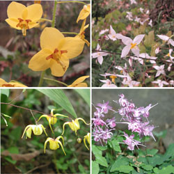Picture of different types of Epimedium flowers.