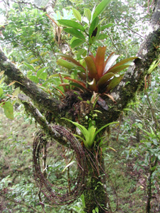 Picture of a Epiphytes bromeliad fern.