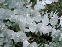 Picture of cider gum Eucalyptus.