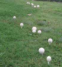 Picture of a fairyring