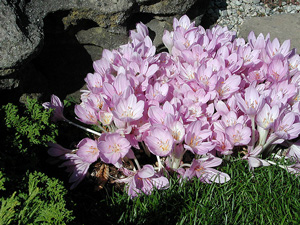 Picture of colchicums blooms 