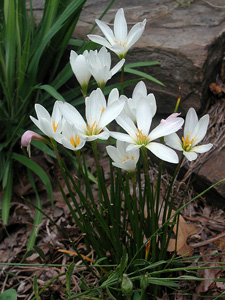 Picture of rain lily blooms
