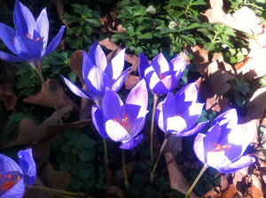 Picture of crocus blooms