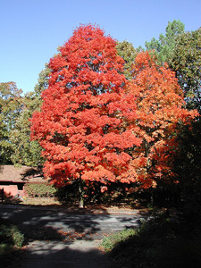 sugar maple tree with orange fall leaves