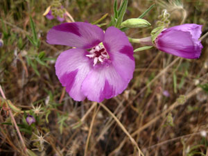 Picture of a Farewell to Spring flower