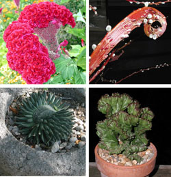 Picture of various fasciated plants