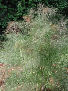 Picture of a fennel plant