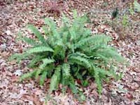 Erect Sword Fern - Green with wispy runners, dark forest green foliage.